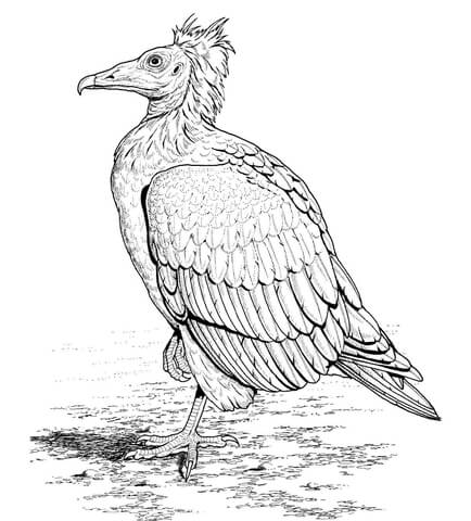 Egyptian Vulture Coloring Page